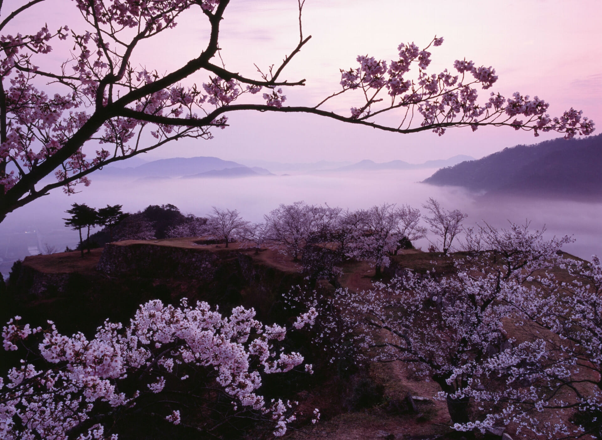 21年 お花見情報 竹田城跡に桜シーズン到来 プチピクニックで春を満喫 夜桜ライトアップも 公式 竹田城 城下町 ホテルen 竹田城跡 に最も近く歴史の詰まったホテル